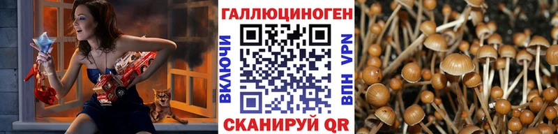 Купить  Липки  Галлюциногенные грибы Psilocybe 